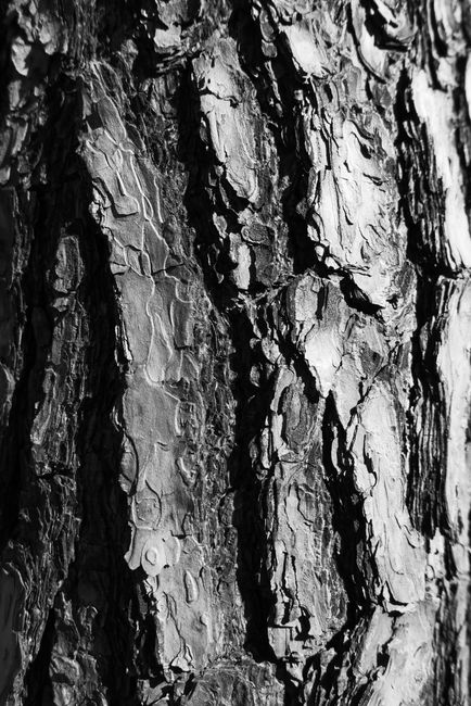 Detailed monochrome close-up of tree bark texture, emphasizing rustic patterns.