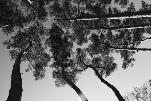 Бесплатное стоковое фото с деревья, монохромный, низкоугольный выстрел