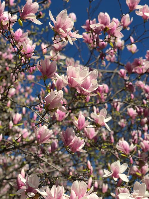 Free Beautiful magnolia blooms in springtime captured in București, Romania with a clear blue sky backdrop. Stock Photo