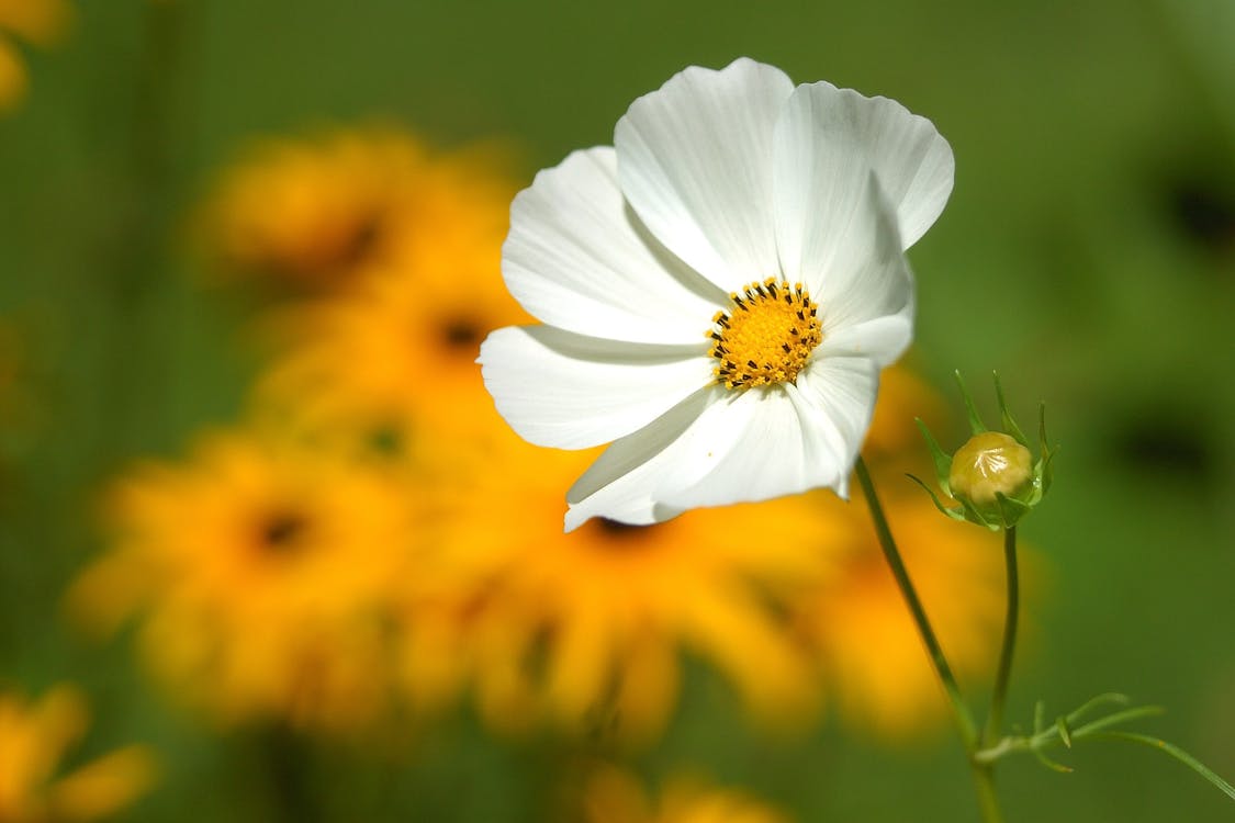 免费 黄色花瓣花附近的白色花瓣花 素材图片