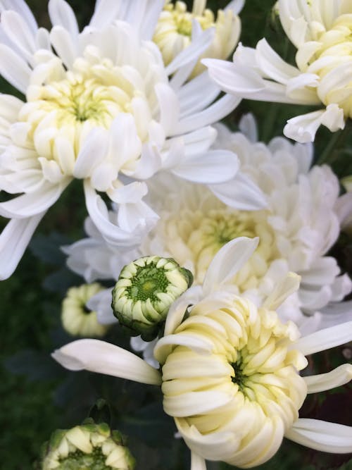 Free White and Yellow Flowers in Tilt Shift Lens Stock Photo