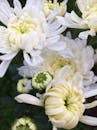 White and Yellow Flowers in Tilt Shift Lens