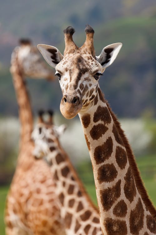 Close Up Photo of Giraffe during Day Time