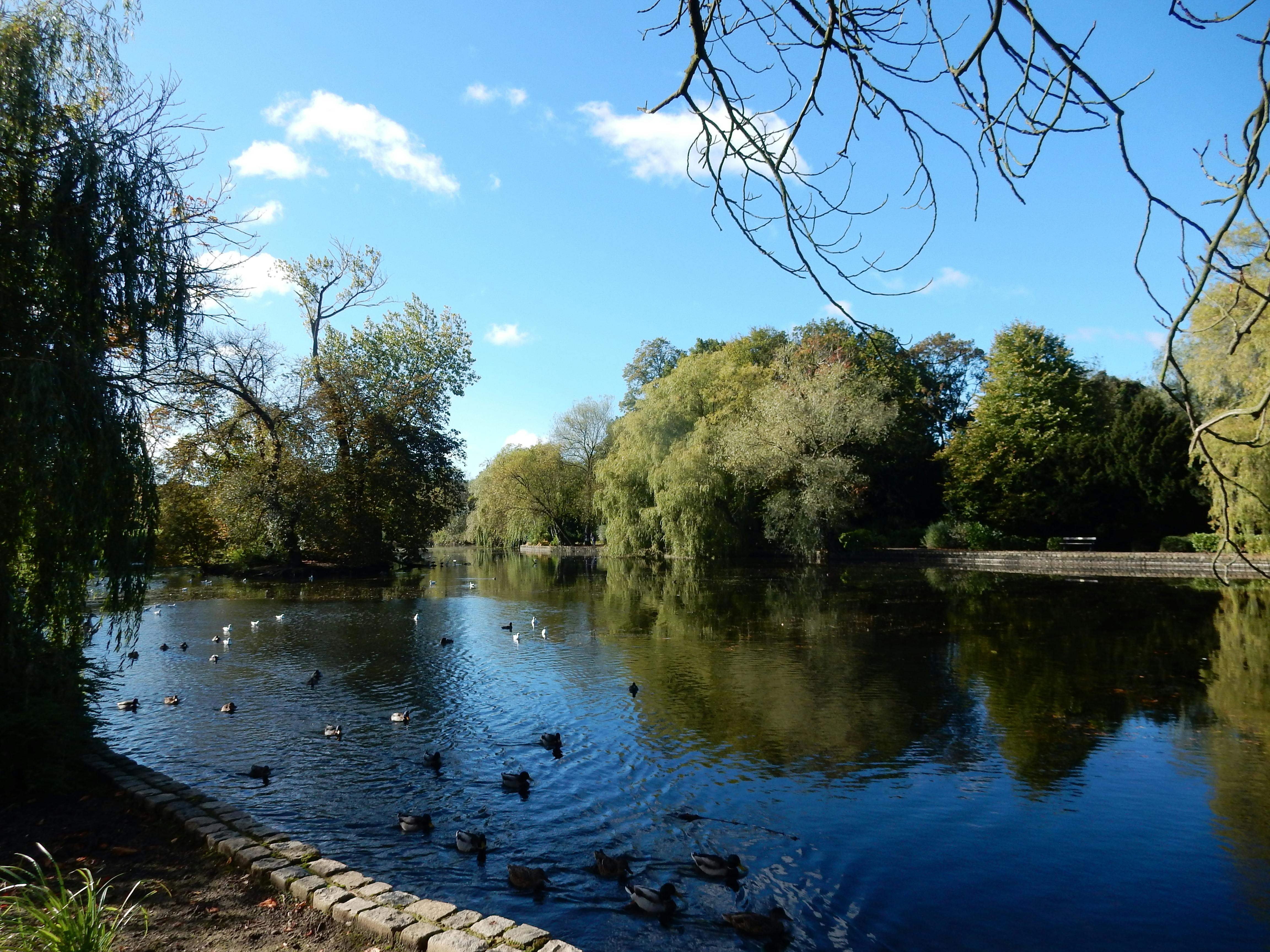 Free stock photo of lakeside, trees