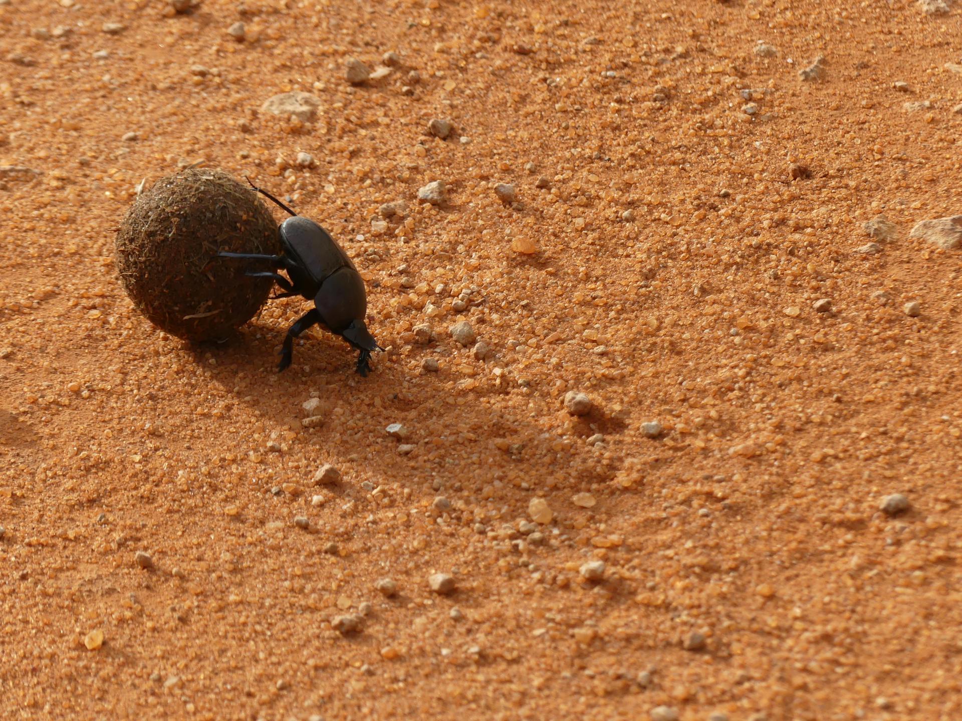 A close-up of a dung beetle pushing a dung ball on a dry, sandy terrain.