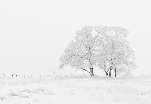 免费 白色和黑色的树图 素材图片