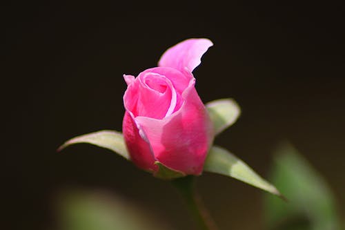 Free Rose Pink Bud Stock Photo