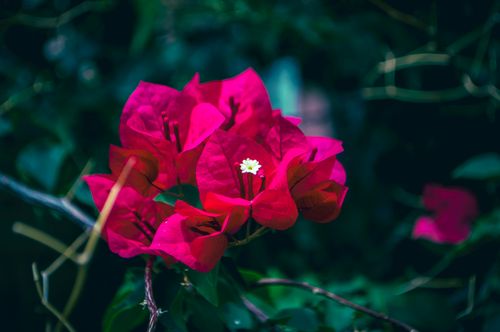 Free A vivid close-up photo of a blooming bougainvillea, showcasing its striking red petals. Stock Photo