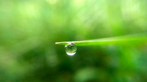 Free A detailed macro shot of a dew drop on a vibrant green leaf, showcasing nature's beauty. Stock Photo