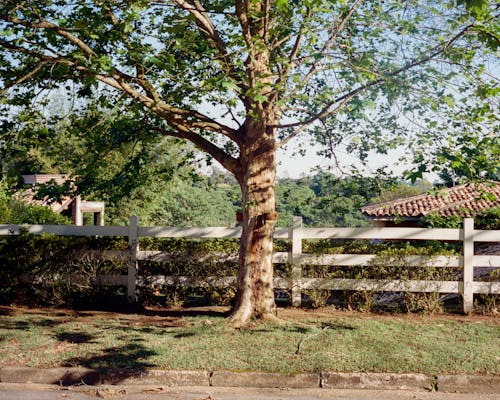 Foto profissional grátis de árvore, calçada, filiais