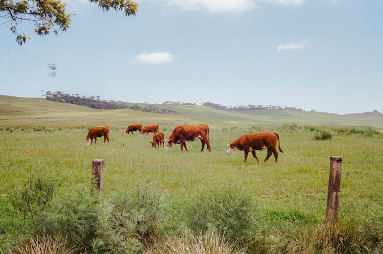 Photo Of Brown Cows Eating Grass