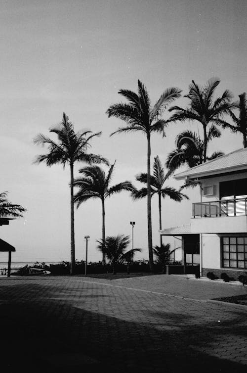 Grayscale Photo of Palm Trees near a Building