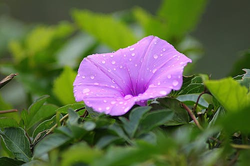 Purple Petal Flower Surrounded by Green Plants during Daytime