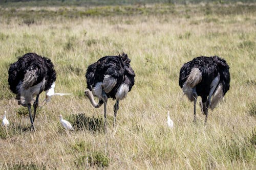 Black and White Ostriches on Grass Field