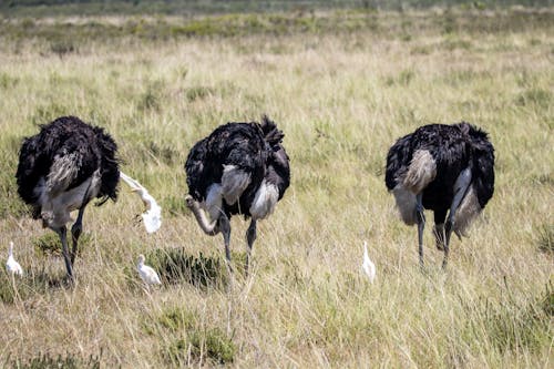 Black and White Ostriches on Green Grass Field