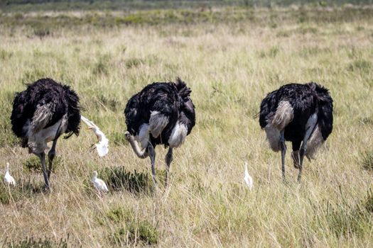 Three ostriches roam the grasslands with egrets in Serengeti National Park.