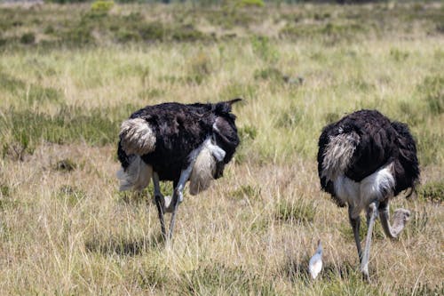 Black and White Ostriches on Green Grass Field