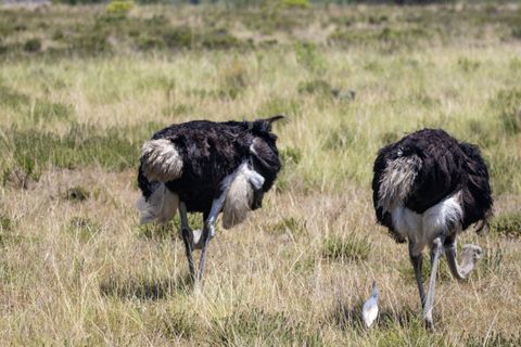 Artwork for The Ostrich Approach – Why Avoidance Keeps You Stuck with Linda R. Shirey | Sacred Harmony
