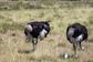 Artwork for The Ostrich Approach – Why Avoidance Keeps You Stuck with Linda R. Shirey | Sacred Harmony
