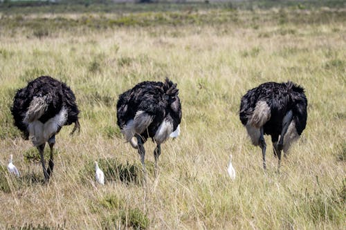 Black and White Ostriches on Green Grass Field