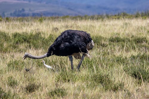 Gratis stockfoto met aviaire, beest, dieren in het wild