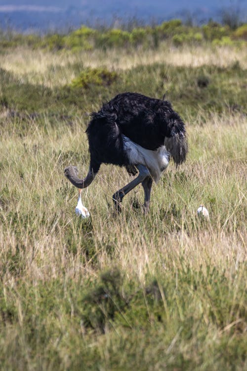 Photos gratuites de animal, autruche, aviaire