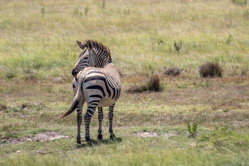 Zebra on Green Grass 