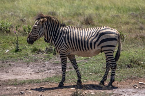 Free Zebra Standing on Green Grass  Stock Photo