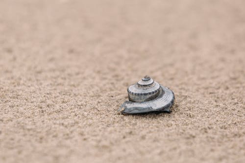 Spiral Seashell on Sand