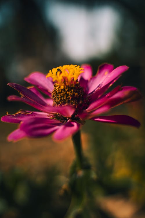 꽃, 꽃 사진, 아름다운 꽃의 무료 스톡 사진