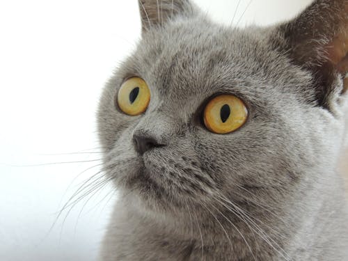 Close Up Photography of Russian Blue Cat