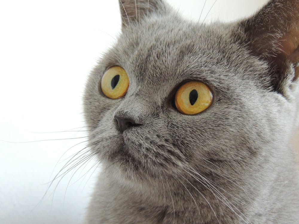 Free Close Up Photography of Russian Blue Cat Stock Photo
