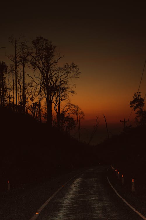 도로, 밀림, 밤에도의 무료 스톡 사진
