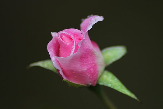 黑色背景中，粉红玫瑰花蕾的宏观特写，花瓣上挂着新鲜的露珠