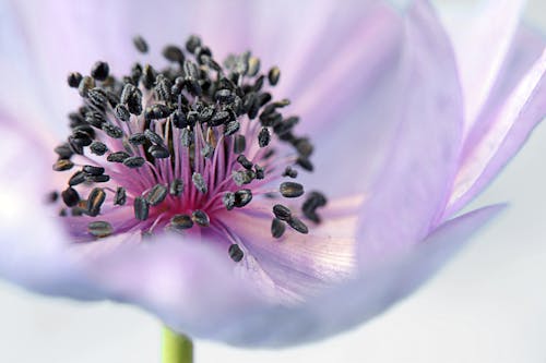 Free Pink Whit and Black Flower Stock Photo