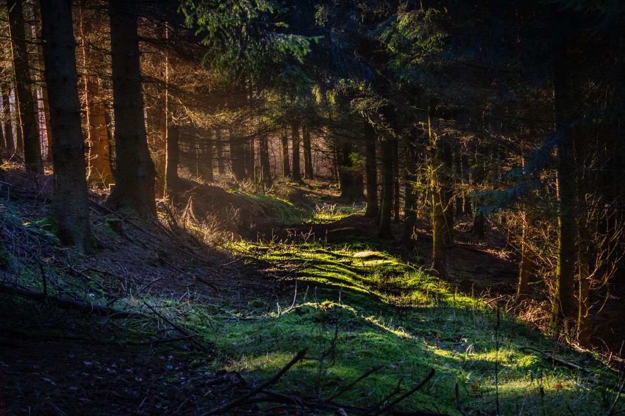 beautiful sunlit forest path with lush greenery in eslohe germany