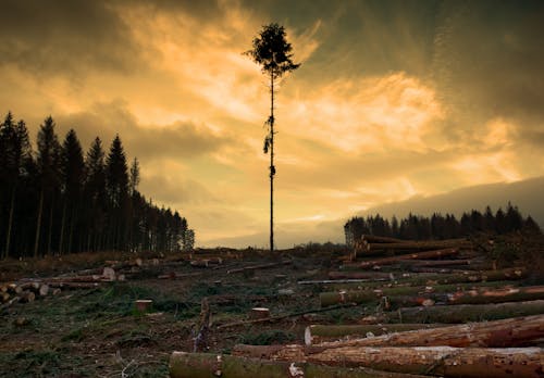 Free stock photo of bare tree, beautiful sky, carved wood