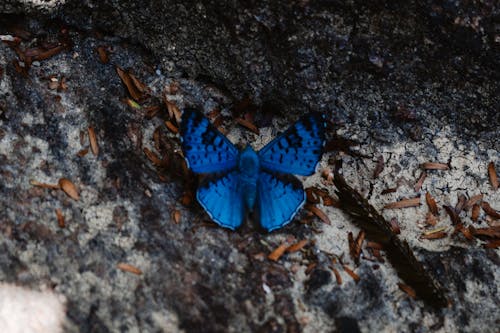 Free stock photo of blue, buttlerfly, close-up