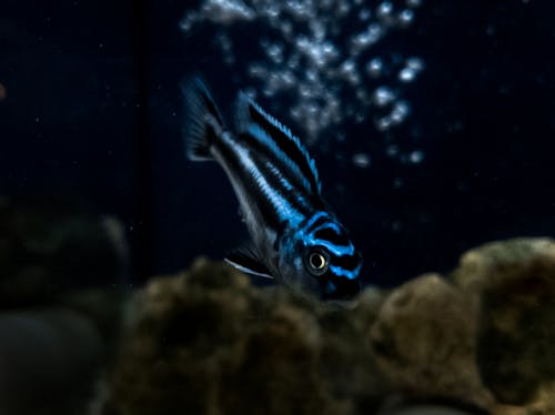 Free stock photo of blue, blue fish, fish