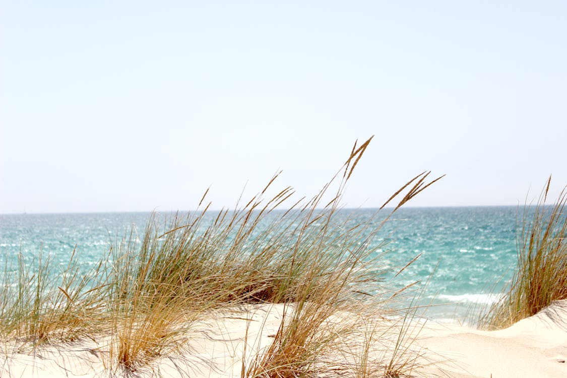 A seashore at a beach.