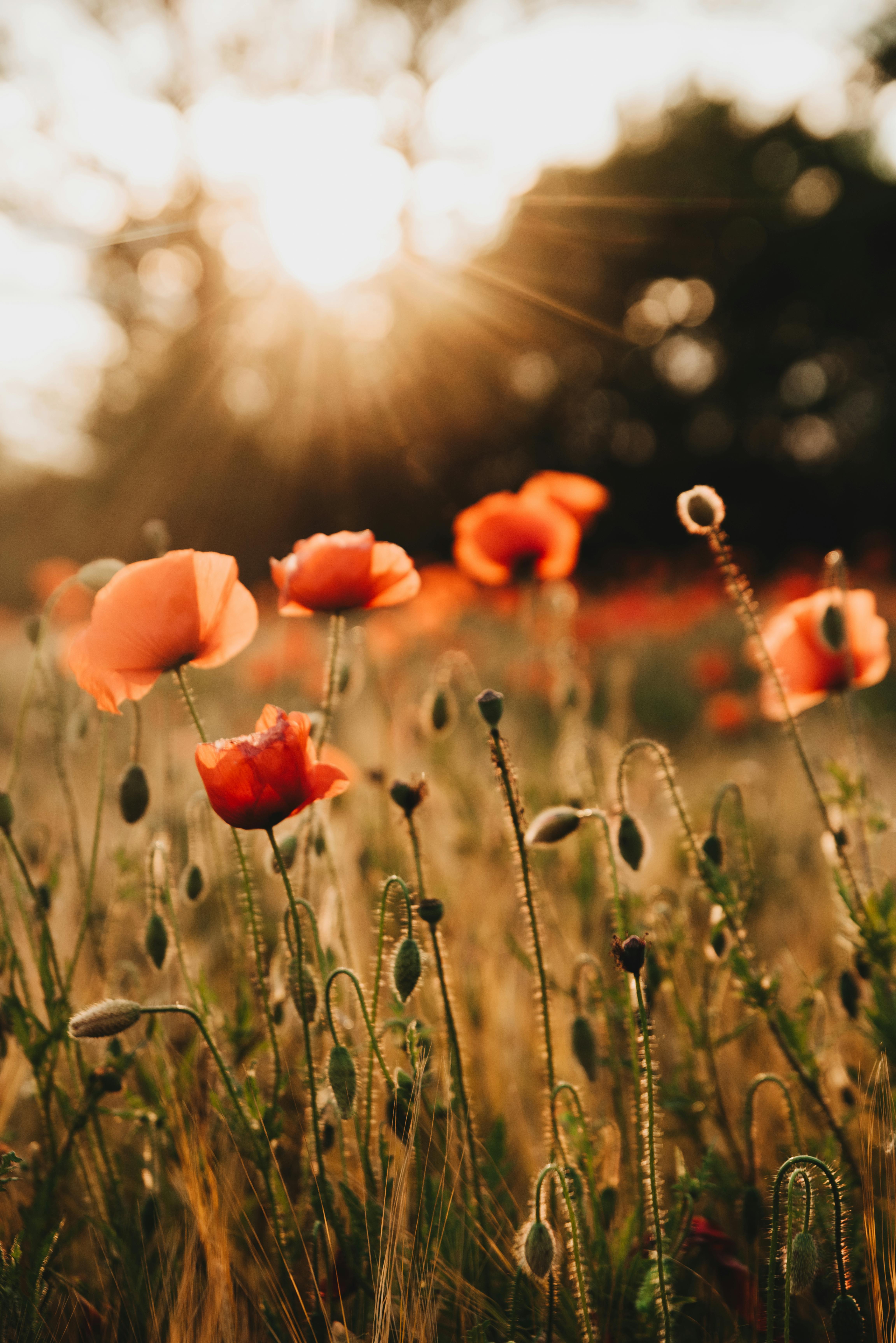 Red poppy flowers basking in warm sunlight, embodying nature's beauty in a Munich field.