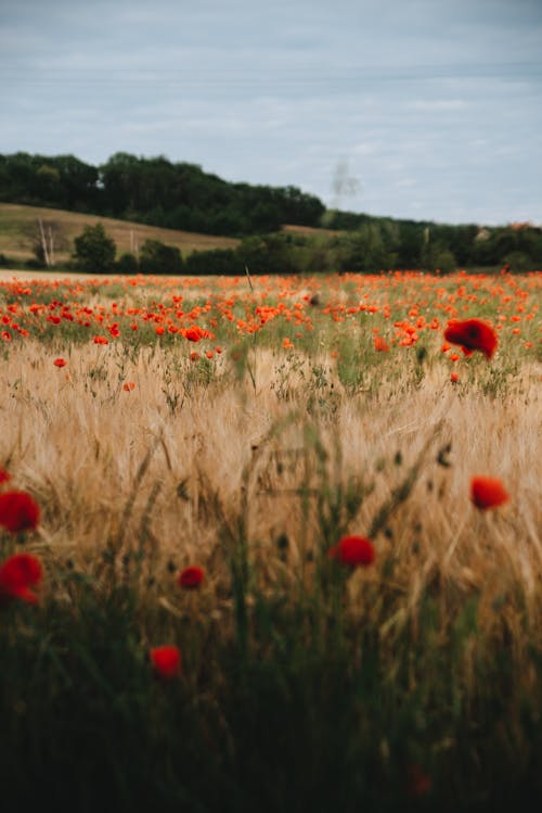 Field of Red Poppies in Bloom