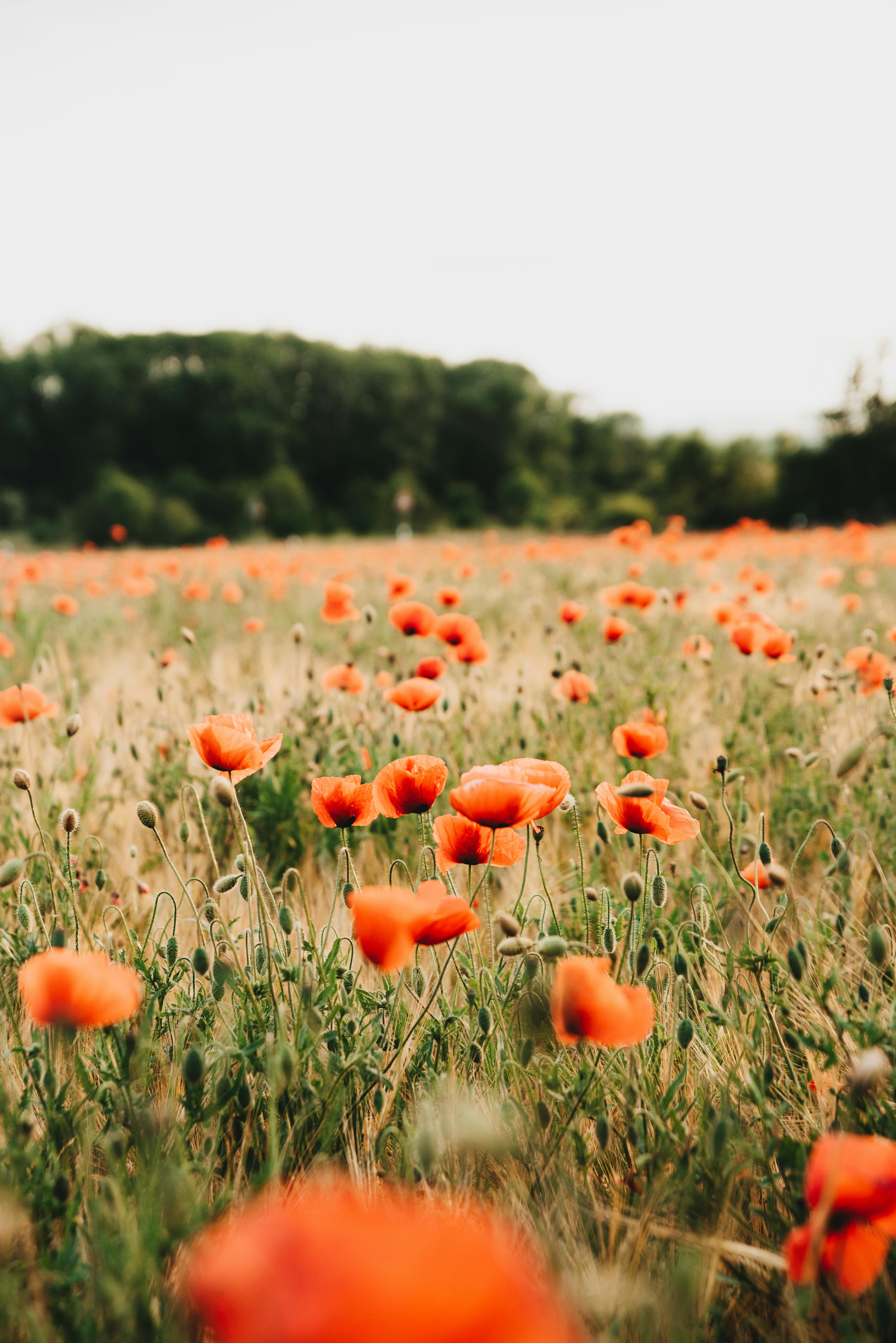 Beautiful field of red poppies in full bloom during summer in Munich, Germany.