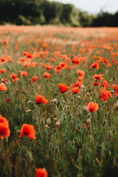 Blooming Poppy Flowers