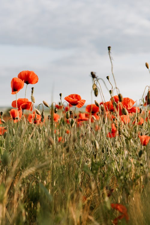 Poppy Flowers and Buds