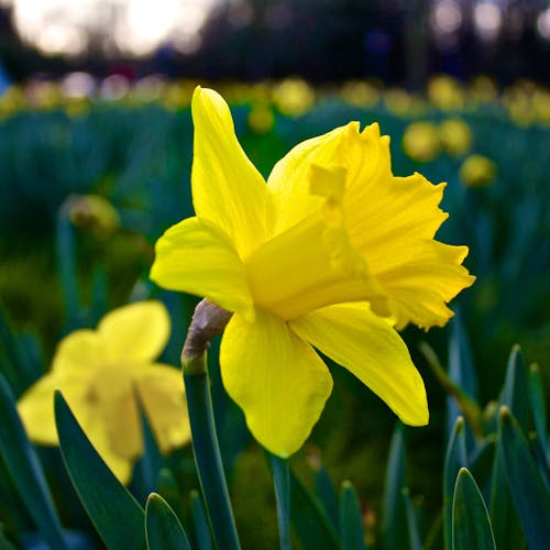 Bokeh Photography of Yellow Flower
