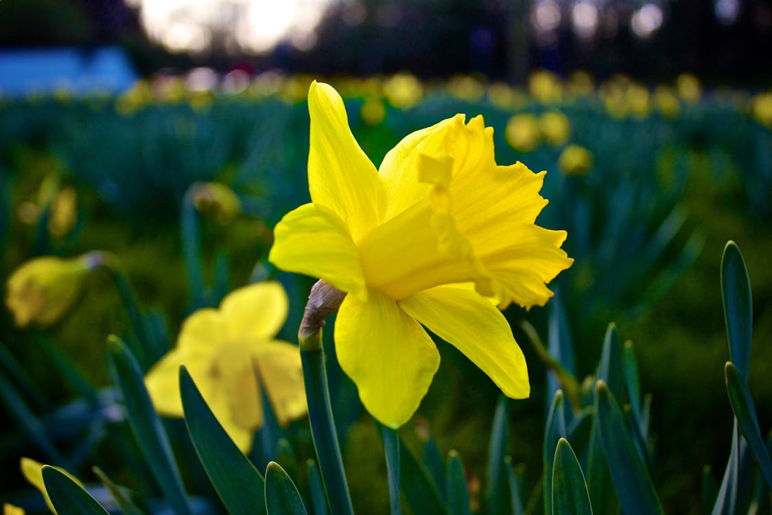 Free Bokeh Photography of Yellow Flower Stock Photo