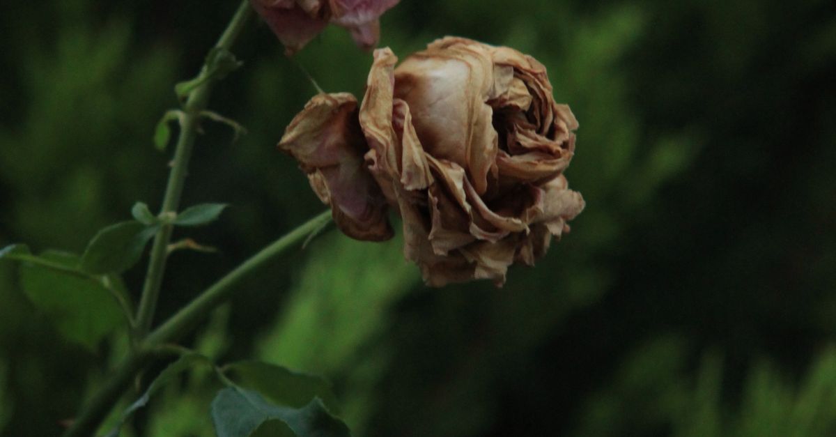 Decaying Rose Flowers · Free Stock Photo