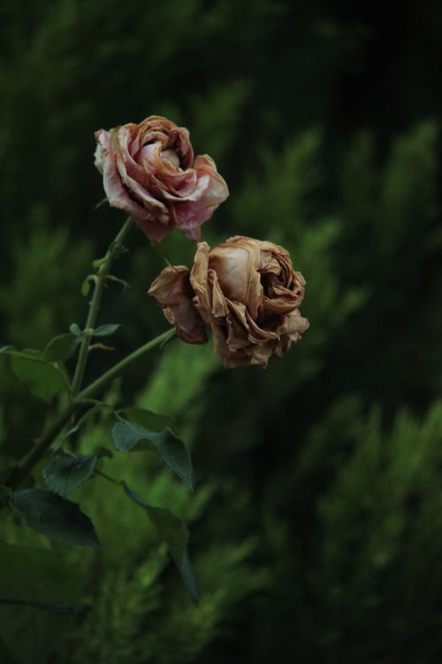 Decaying Rose Flowers · Free Stock Photo