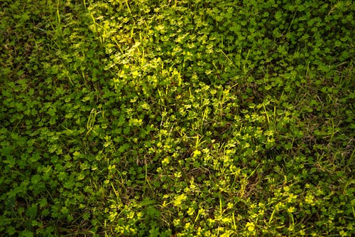 Foto stok gratis berbunga, halus, latar belakang rumput